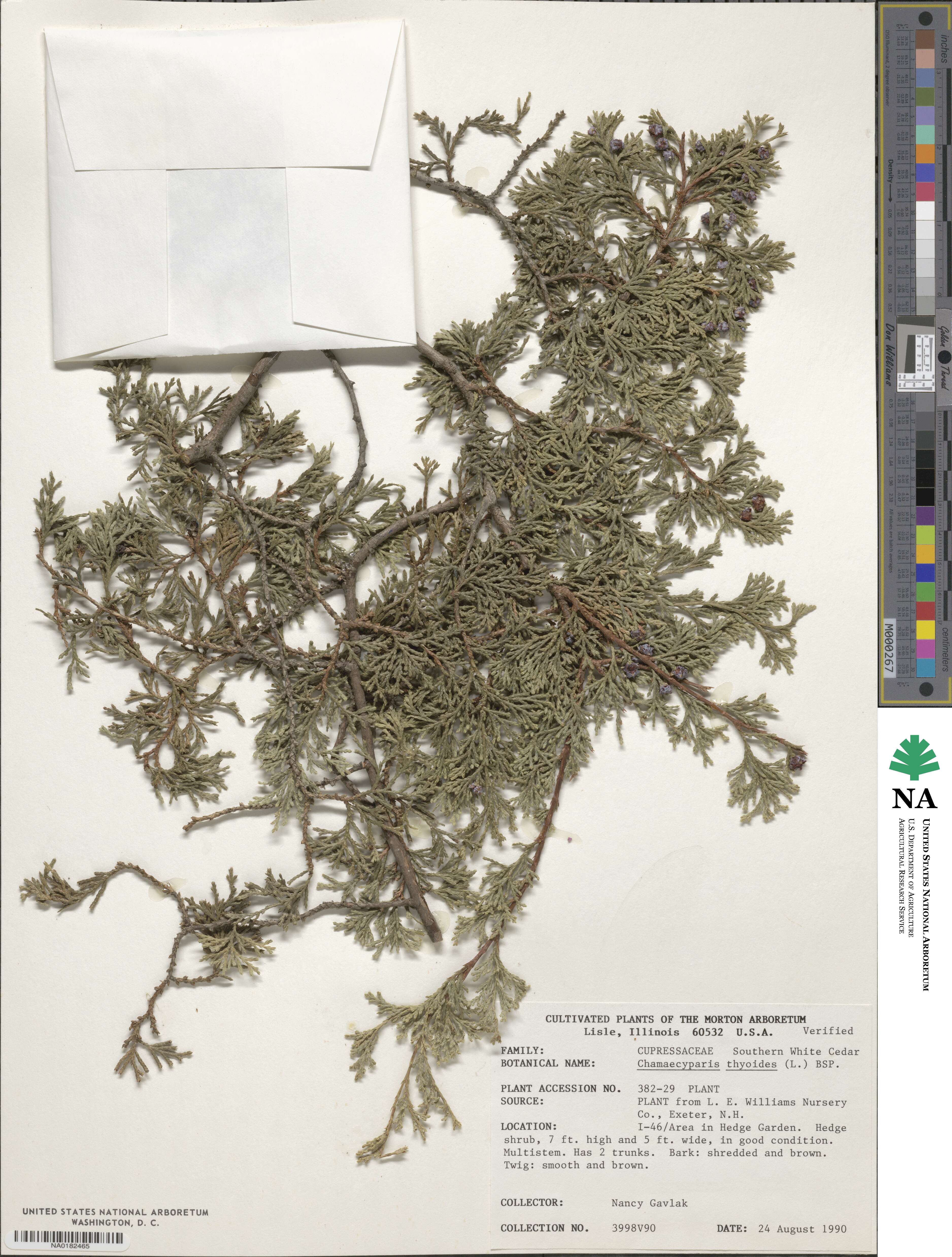 Chamaecyparis thyoides image