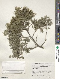 Chamaecyparis thyoides image