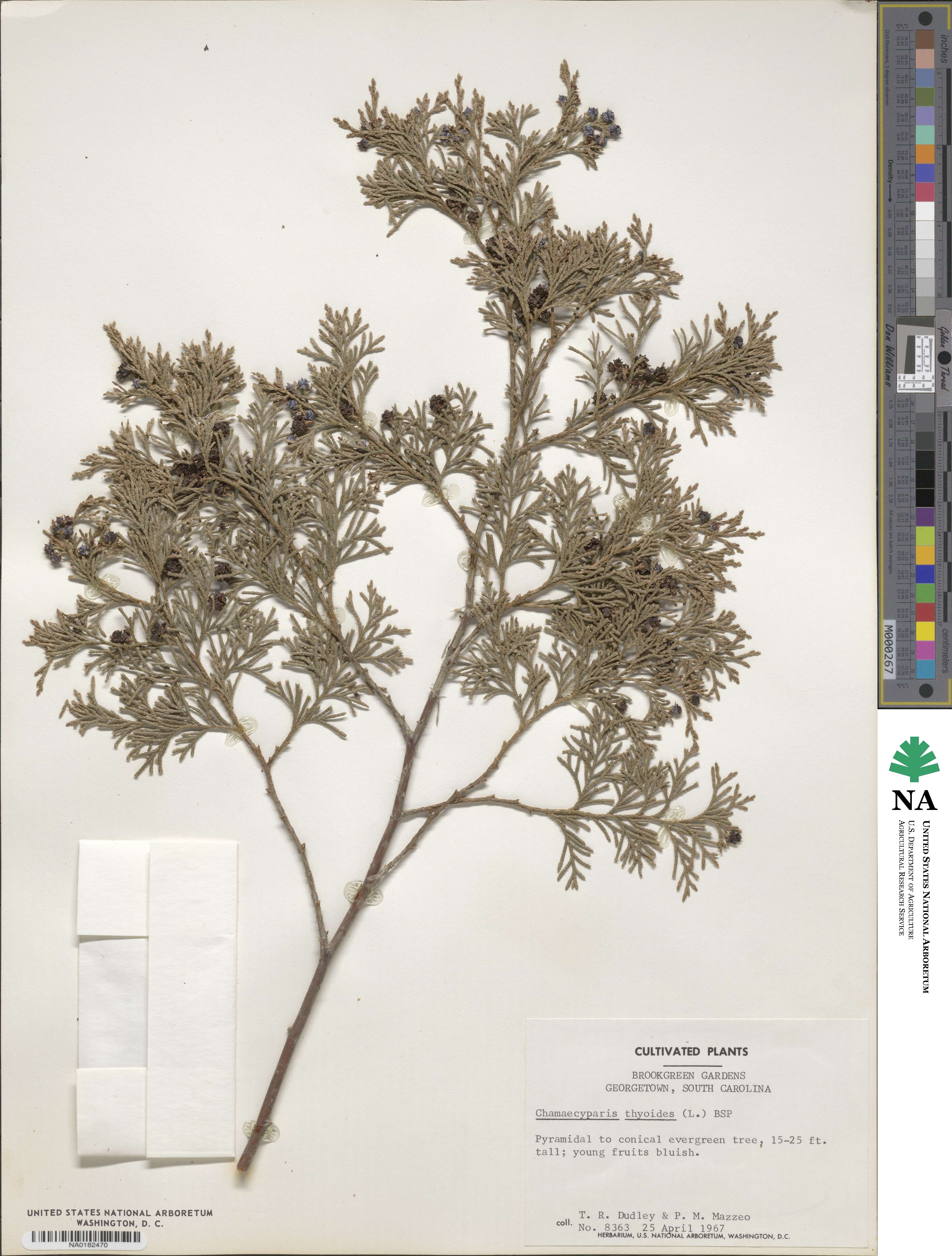 Chamaecyparis thyoides image