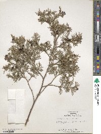 Chamaecyparis thyoides image