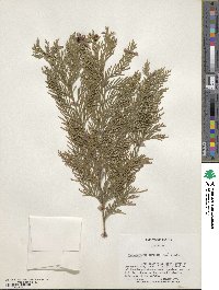 Chamaecyparis thyoides image