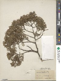 Chamaecyparis thyoides image