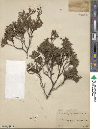 Chamaecyparis thyoides image