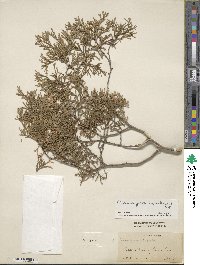 Chamaecyparis thyoides image