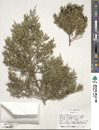 Juniperus ashei image