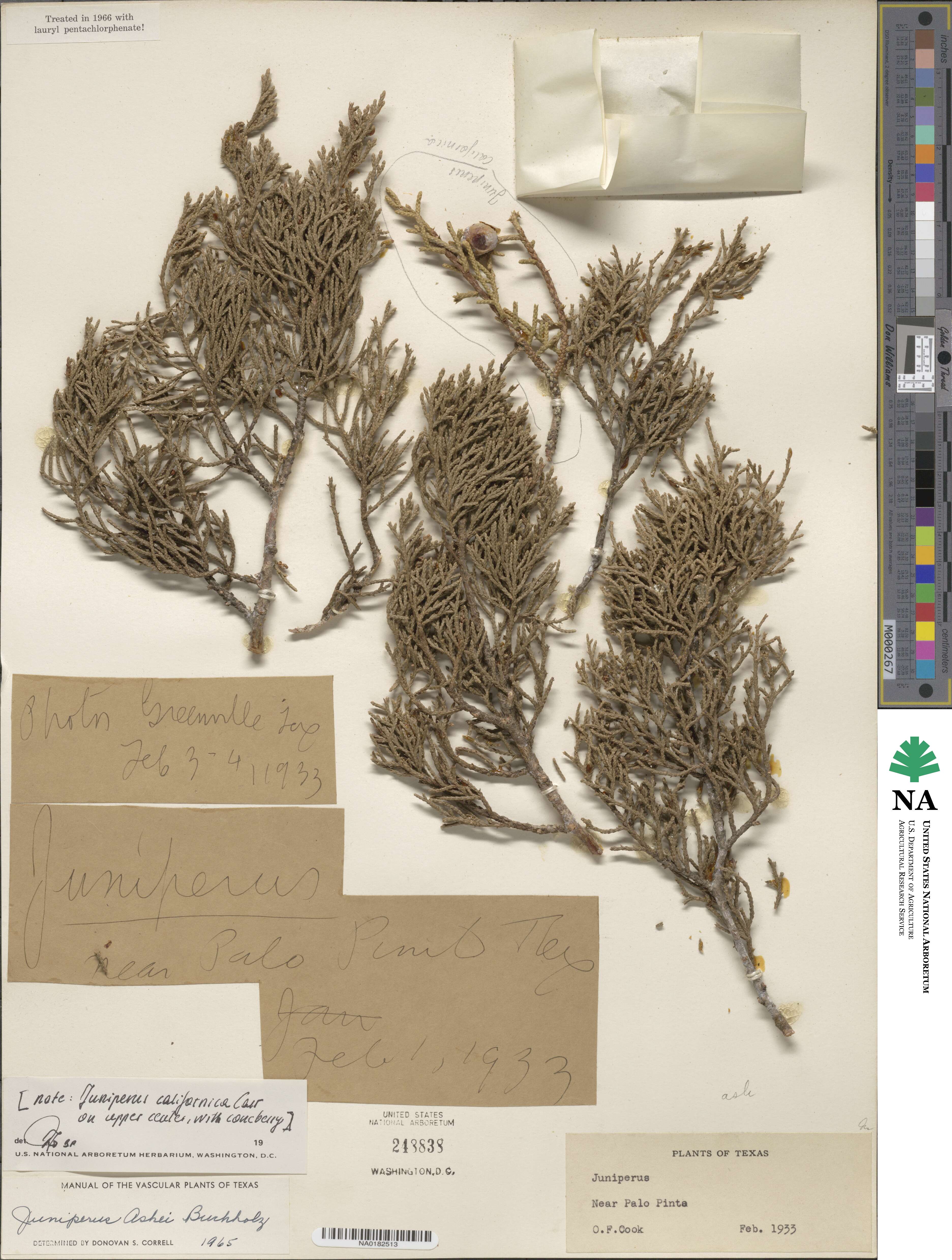 Juniperus ashei image