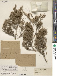 Juniperus ashei image