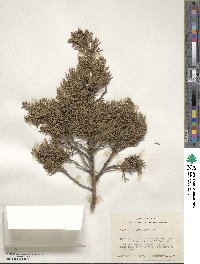 Juniperus ashei image