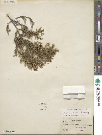 Juniperus ashei image