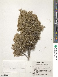 Juniperus ashei image