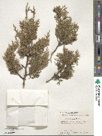 Juniperus ashei image