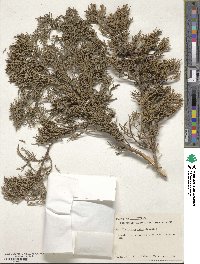 Juniperus ashei image