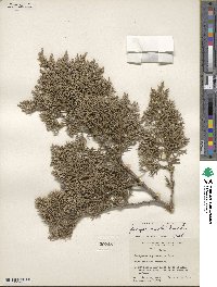 Juniperus ashei image