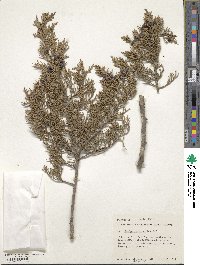 Juniperus ashei image