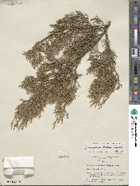 Juniperus ashei image