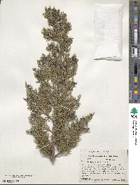 Juniperus ashei image