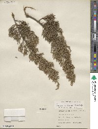 Juniperus ashei image