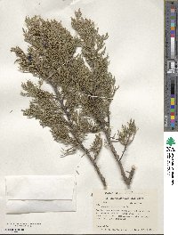 Juniperus ashei image