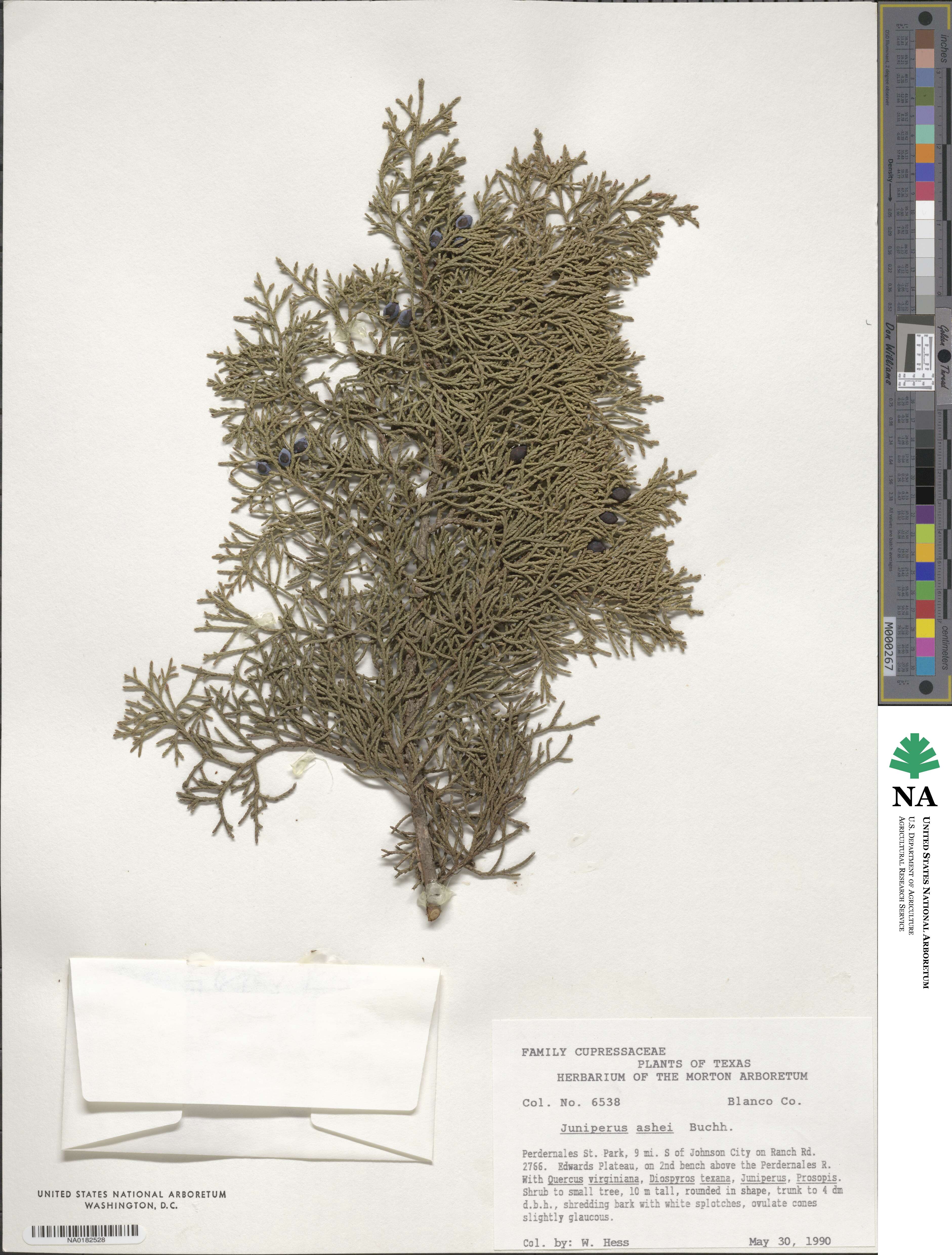 Juniperus ashei image