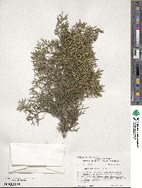 Juniperus ashei image