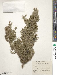 Juniperus ashei image