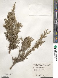 Juniperus ashei image