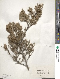 Juniperus ashei image