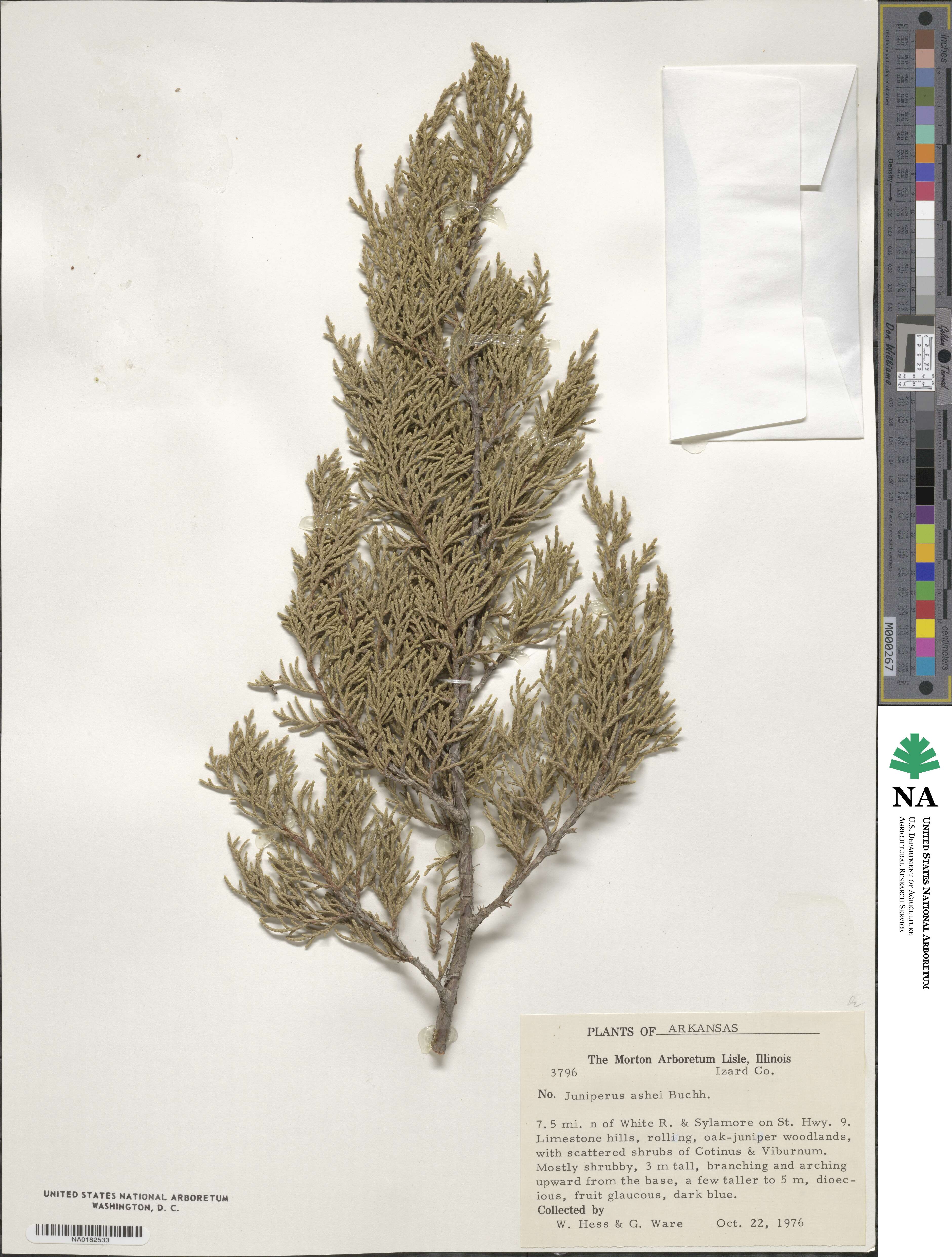Juniperus ashei image