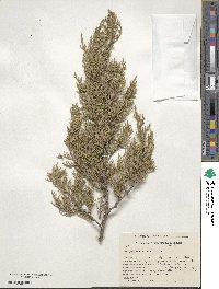 Juniperus ashei image