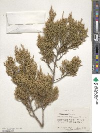 Juniperus ashei image