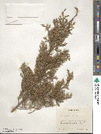 Juniperus ashei image