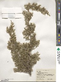 Juniperus ashei image