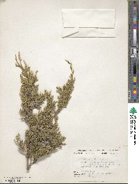 Juniperus ashei image