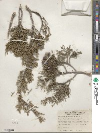 Juniperus californica image