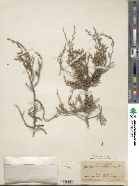 Juniperus californica image