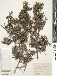 Juniperus californica image