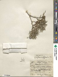 Juniperus californica image