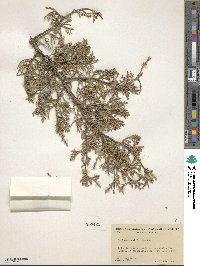 Juniperus californica image