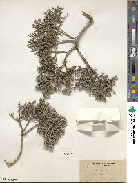 Juniperus californica image