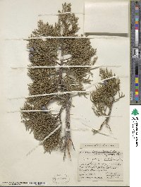 Juniperus californica image