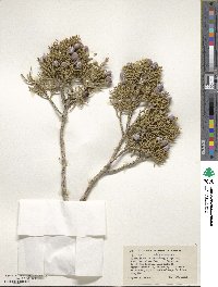 Juniperus californica image