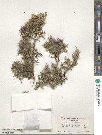 Juniperus californica image