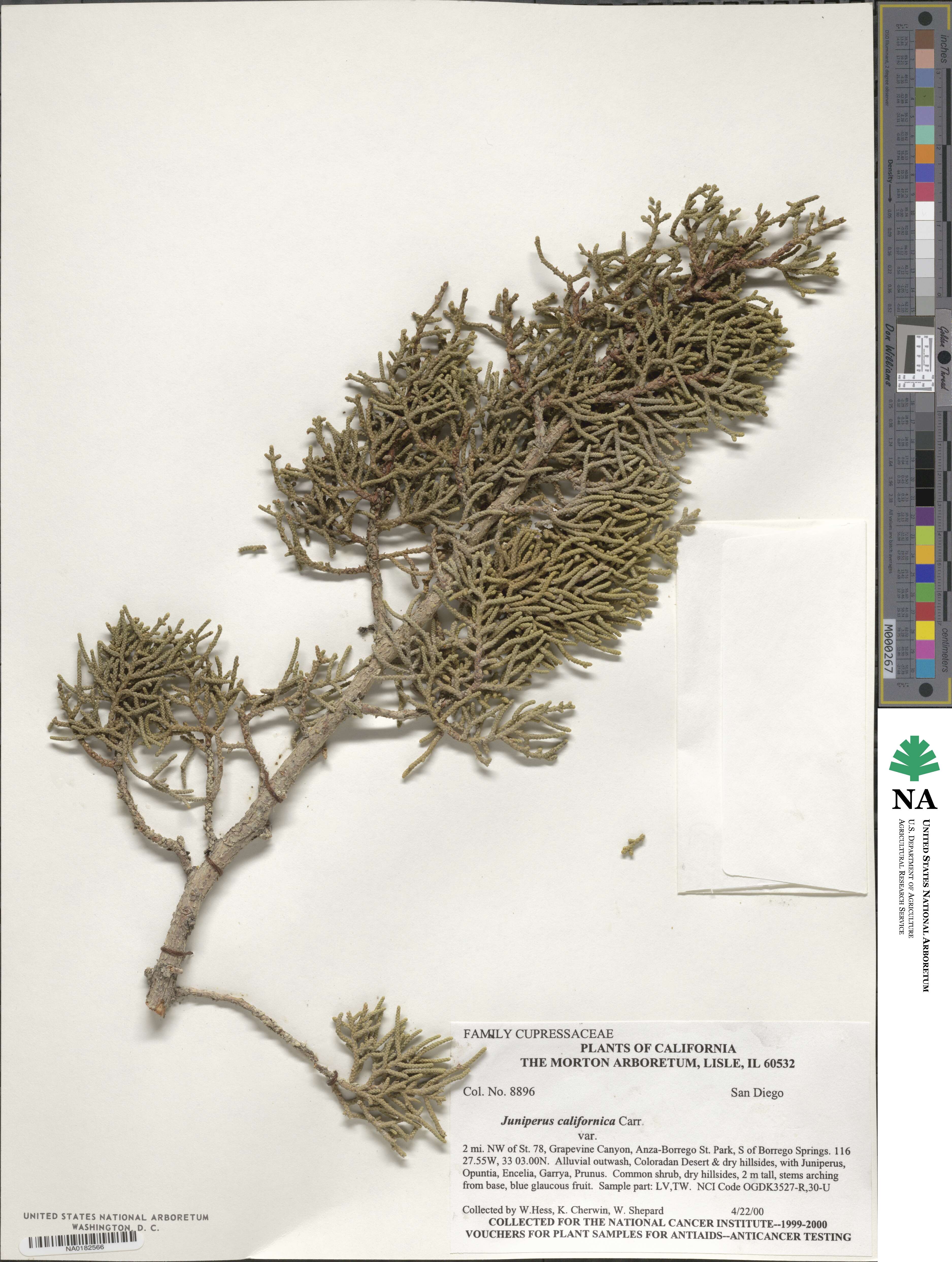 Juniperus image