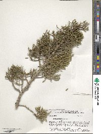 Juniperus californica image