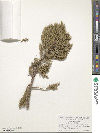 Juniperus californica image