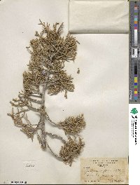 Juniperus californica image