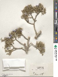 Juniperus californica image