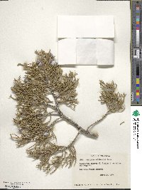 Juniperus californica image