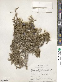 Juniperus californica image