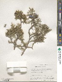 Juniperus californica image